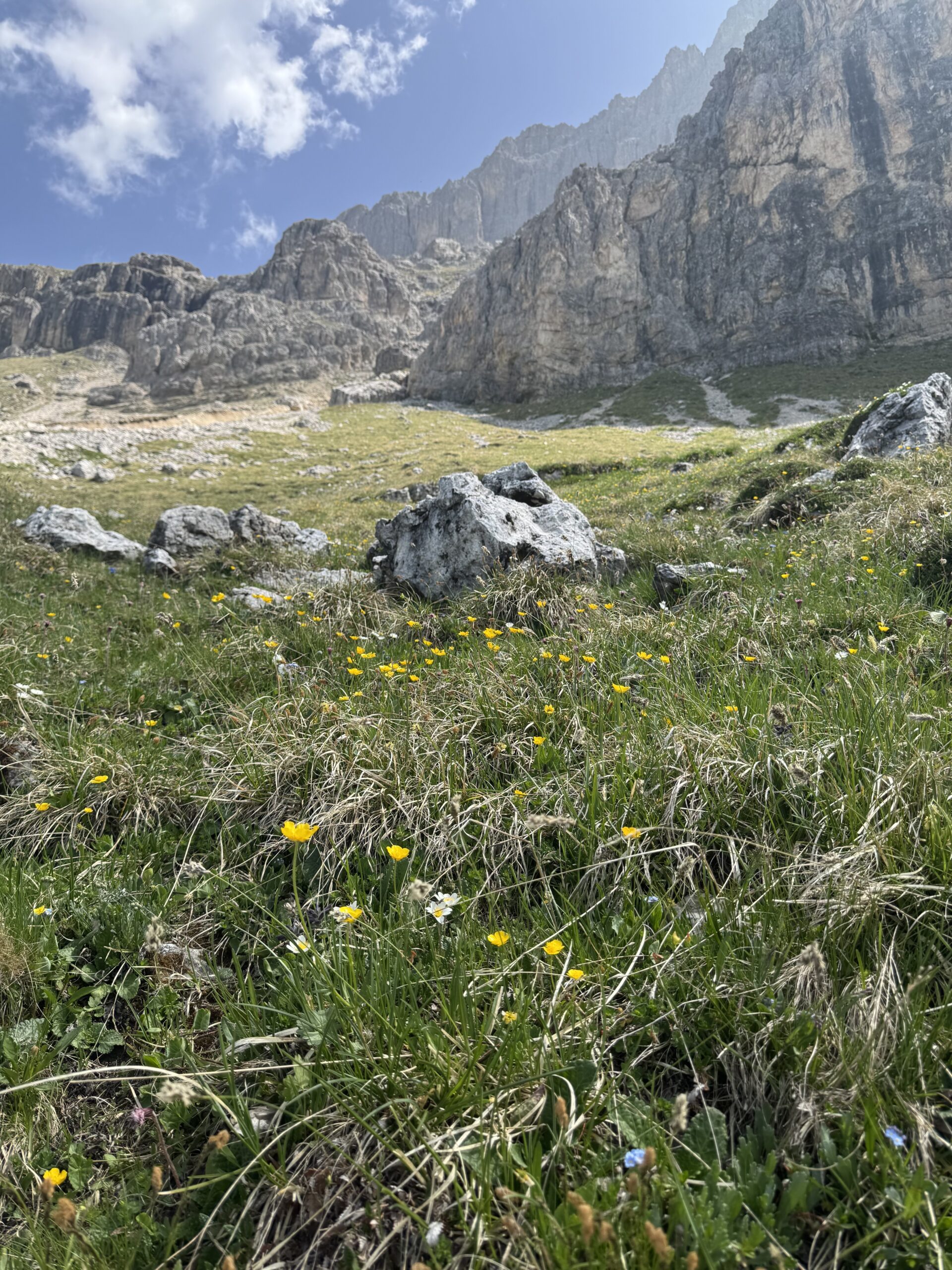 青い高山植物の花