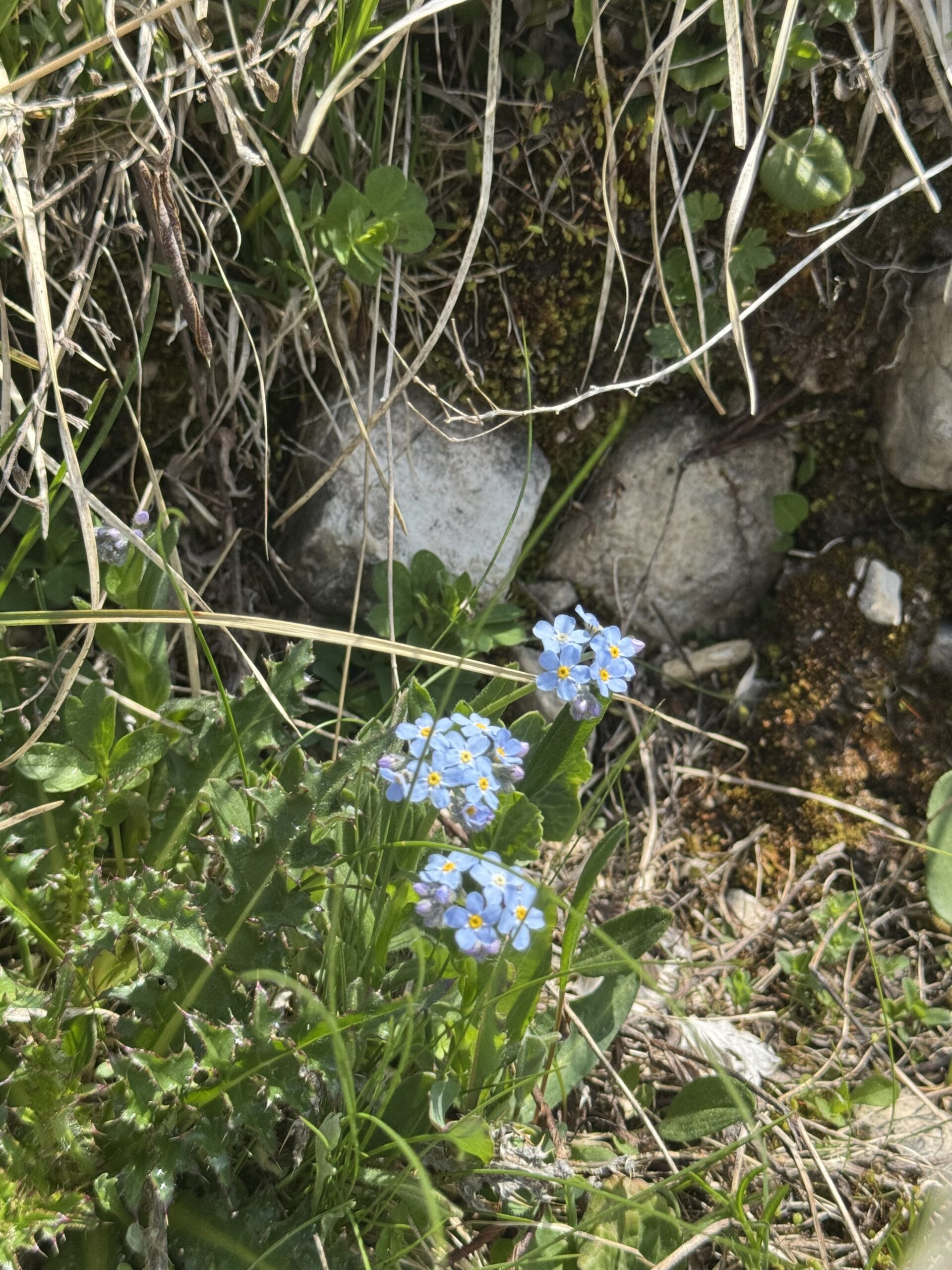 トレイルのケルン(石積み)